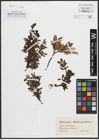 Foto von Salix arbuscula L.